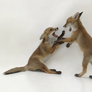 Two eight-week-old Red Fox (Vulpes vulpes) cubs play fighting
