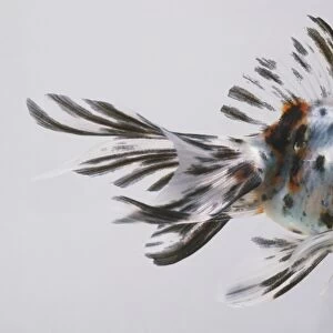 The elaborate black and white tail of a Carassius auratus, Fantail
