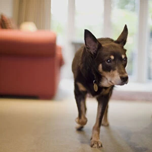 Elderly mongrel dog walking between furniture in living room