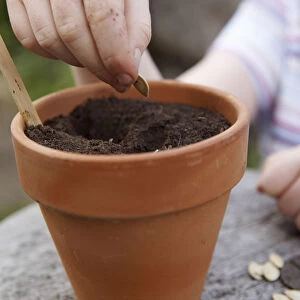 Elementary age girl planting pumpkin seed in plant pot filled with soil