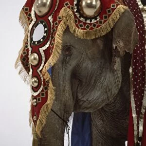 Elephant wearing ornate headdress, profile