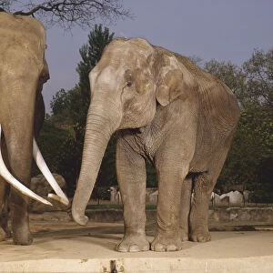Elephas maximus, asian elephant, indian cow elephant, eight years old bull with unusally large tusks to her left