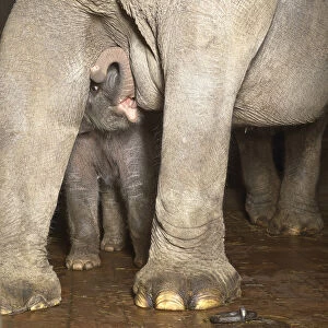 Elephas maximus, asian elephant, a baby elephant nurses from its mothers teat while curling up its trunk and standing beneath its parents massive body, suckling baby