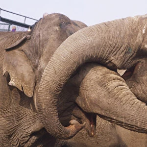 Elephas maximus, two asian elephants interacting with their trunks entwined