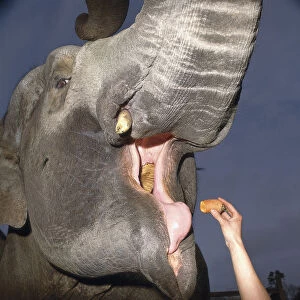 Elephas maximus, Indian elephant, head in front view with mouth wide open and trunk raised, molar tooth visible, a hand feeding a piece of carrot