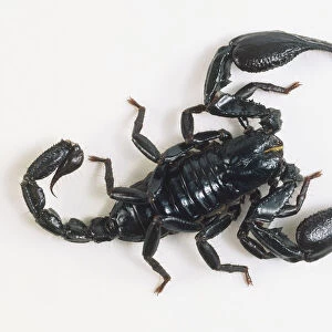 Emperor Scorpion (Pandinus imperator), view from above