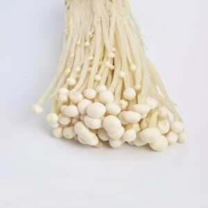 Enoki Mushrooms on white background
