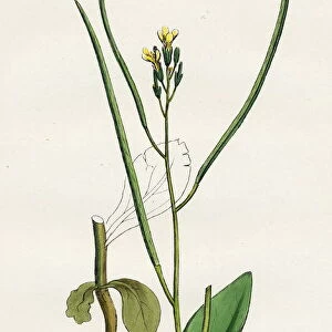 Erysimum orientale, Hare s-ear Cabbage