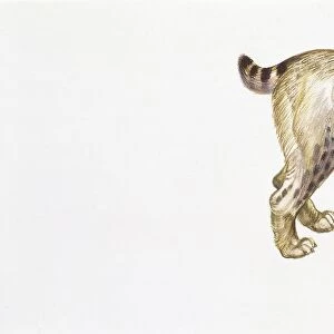 Eurasian lynx (Lynx lynx), illustration