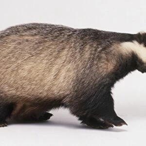 European badger (Meles meles), side view