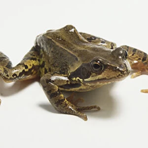 Two European common frogs (Rana temporaria) side by side