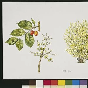European Cornel (Cornus mas), plant with flowers, leaves and drupes, illustration