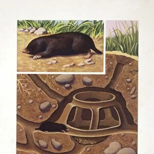 European Mole (Talpa europaea), illustration