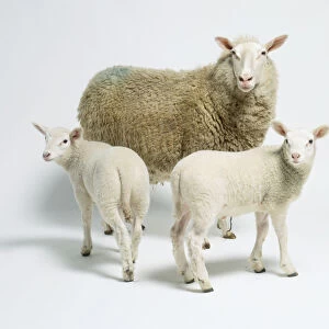 Ewe (Ovis aries) with two lambs, all facing forward