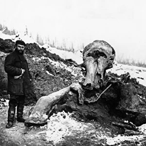 Excavation of frozen woolly mammoth remains near the berezovka river (a tributary of the kolyma river) in the magadan region of russia, 1902