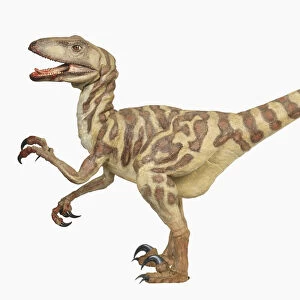 External features of Deinonychus: Side view of dinosaur with mouth open and tail extended
