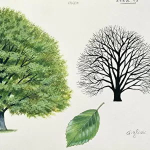 Fagaceae - European Beech Fagus sylvatica, illustration