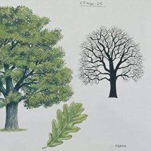 Fagaceae - Pedunculate oak Quercus robur, illustration