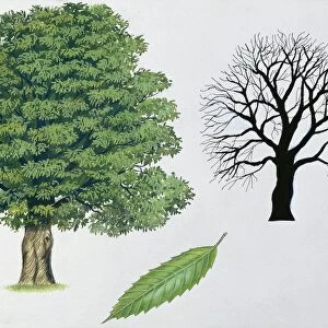 Fagaceae - Sweet chestnut Castanea sativa, illustration