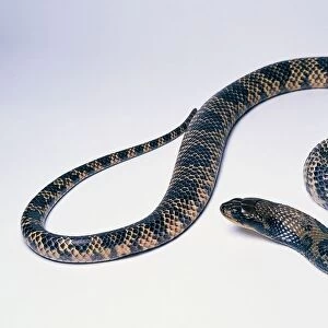 False water cobra (Hydrodynastes gigas), semi-aquatic snake