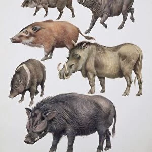 Family of wild boars