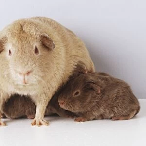 Female Guinea Pig (Cavia porcellus) with two with two pups nesting under her belly