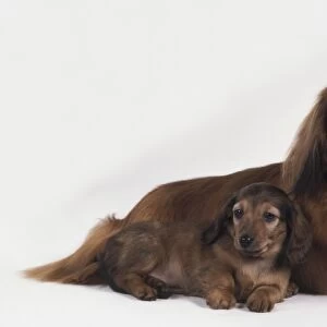 Female red Long Haired Dachshund with puppy