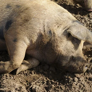 Female, spotted pig lying down on soil, close-up, side view