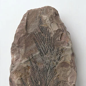Ferns - Onychiopsis: Onychiopsis fern fossilised in siltstone, close-up