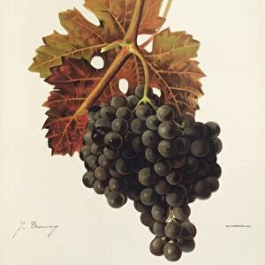 Feteasca Neagra grape, illustration by J. Troncy