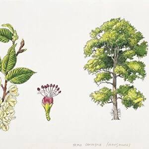 Field Elm (Ulmus minor), plant with flowers, leaves and samaras, illustration