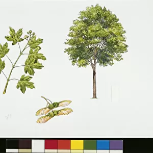 Field Maple (Acer campestre), plant with leaves and flowers, illustration