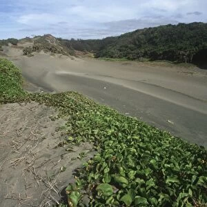 Fiji, Viti Levu Island, Sigatoka Sand Dunes National Park, sand dune with Ipomoea pes-caprae (Convolvulaceae)