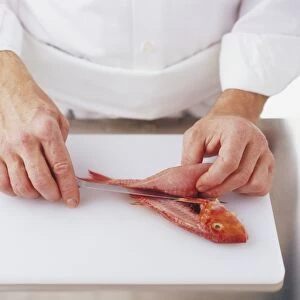 Filleting a red mullet cutting from head to tail