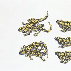 Fire Salamander (Salamandra salamandra), illustration
