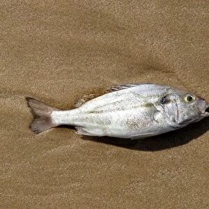 Fish on the Beach. Sultanate of Oman