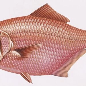 Fishes: Beryciformes, (sawbellies)- Alfonsino (Beryx decadactylus), illustration