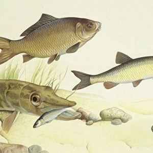 Fishes: Examples of sweet water fishes, illustration