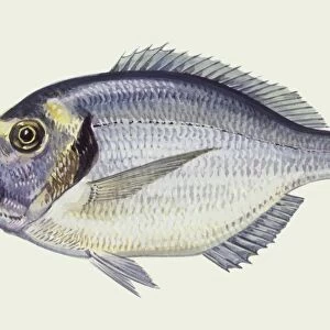 Fishes: Gilthead sea bream (Sparus auratus), illustration