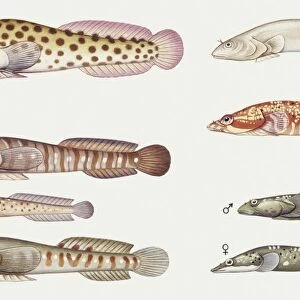 Fishes: Gobiesociformes Gobiesocidae, Shore clingfish (Lepadogaster lepadogaster), illustration