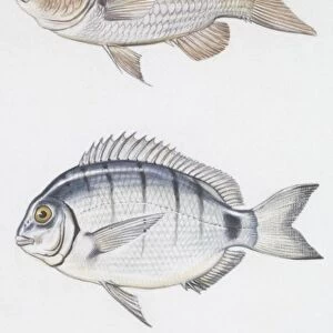 Fishes: Perciformes, Brown comber (Serranus hepatus), Zebra seabream ( Diplodus cervinus cervinus), Damselfish (Chromis chromis). illustration