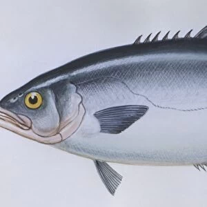 Fishes: Perciformes Carangidae - Leerfish (Lichia amia), illustration