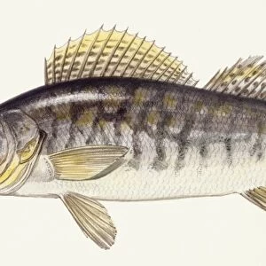 Fishes: Zander (Lucioperca lucioperca), illustration