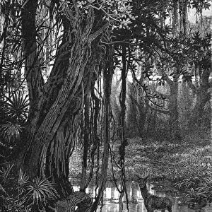 Florida Everglades, USA. Wood engraving c1885