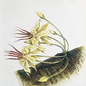 Flowers of Cacao Theobroma cacao, illustration