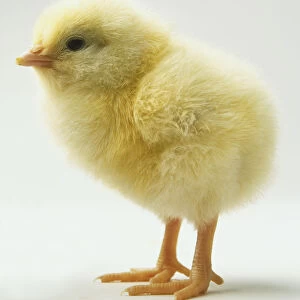 Fluffy Chick (Gallus gallus) standing, side view