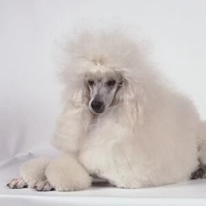 A fluffy white miniature poodle with a neatly trimmed coat, sprawled on all fours