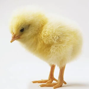 Fluffy yellow chick (Gallus gallus), side view