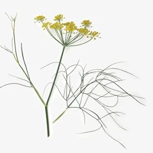 Foeniculum vulgare (Fennel), stem with thin, feathery leaves and umbels of yellow flowers