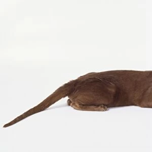 Foreign Cinnamon cat with vivid green eyes and long tapering tail, lying down, side view